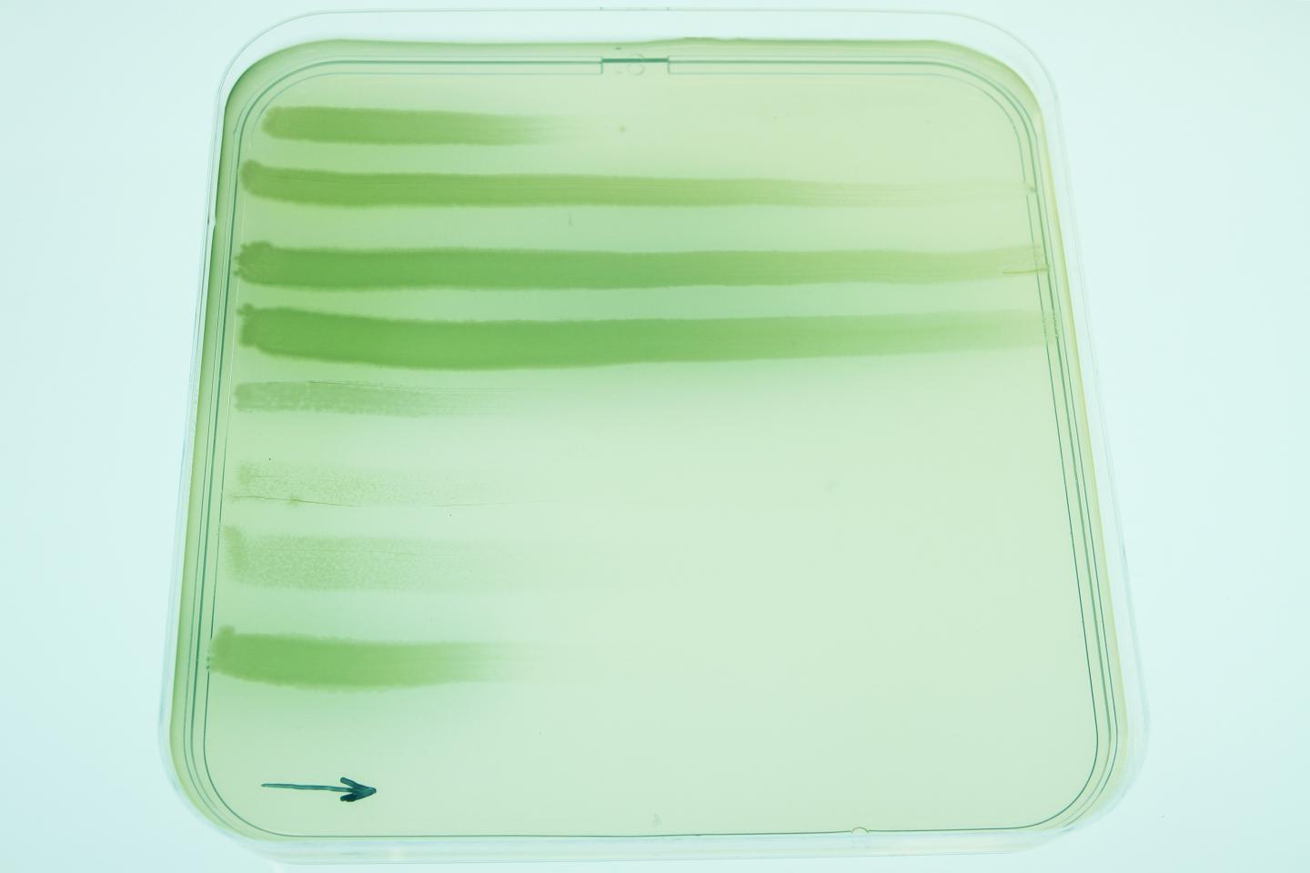 Evolved P. aeruginosa