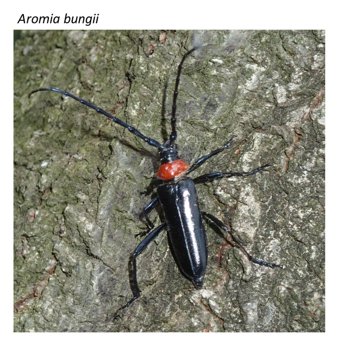 Plum longhorn beetle, or Aromia bungii