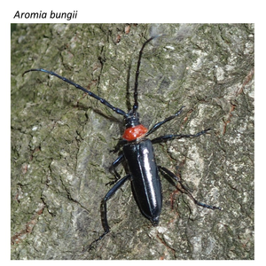 Plum longhorn beetle, or Aromia bungii