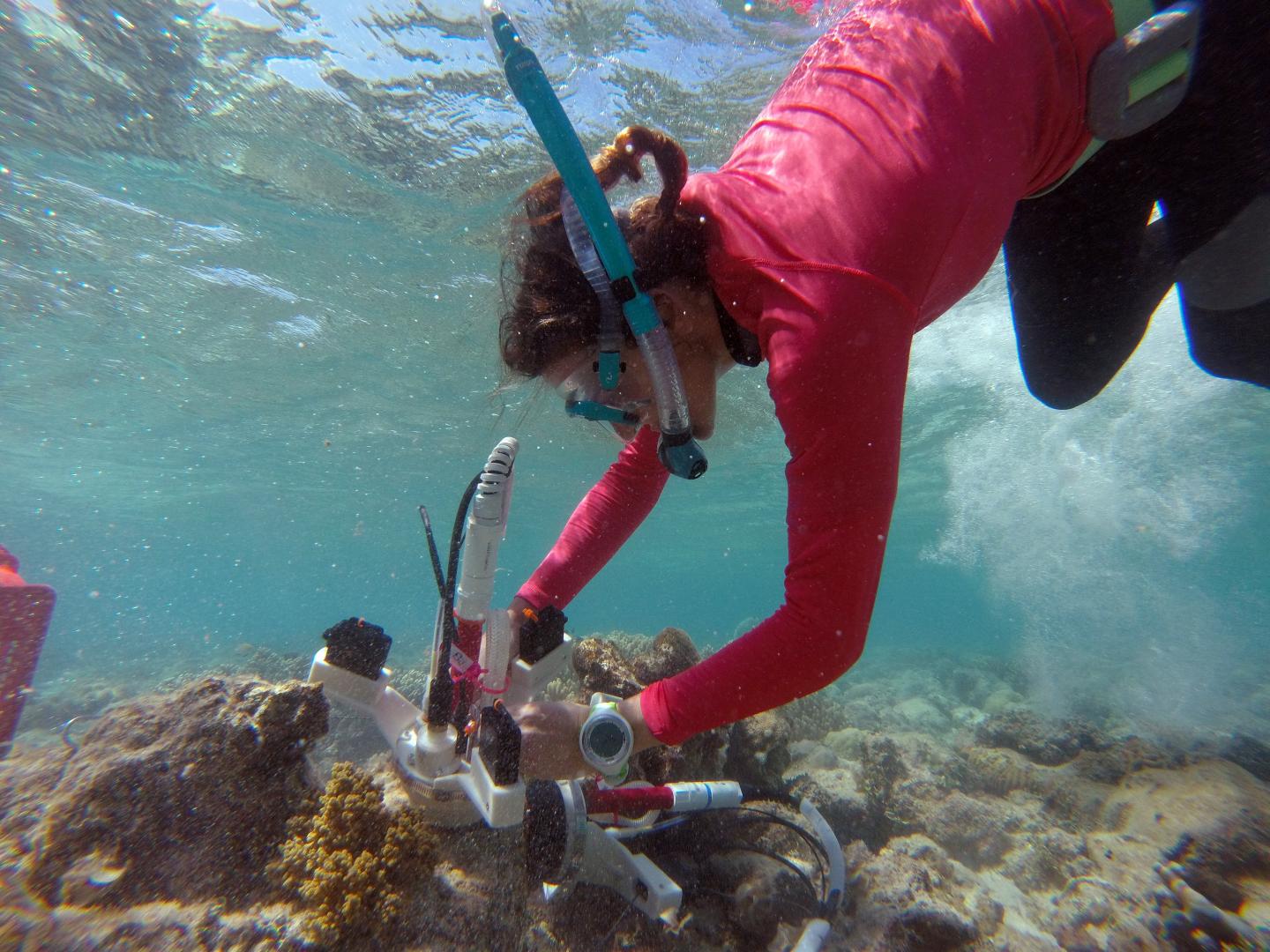 Cutting-edge incubator for studying coral