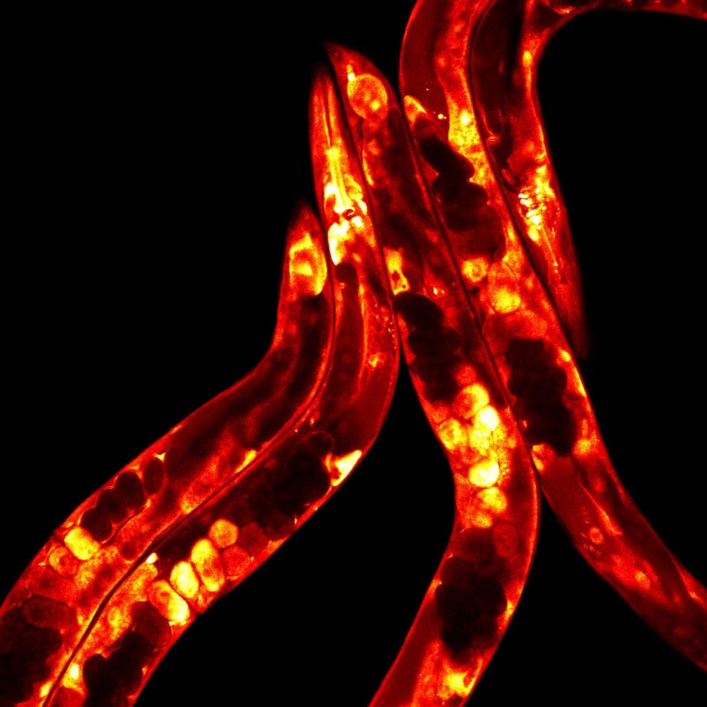 Fluorescent <em>C. elegans</em> Worms