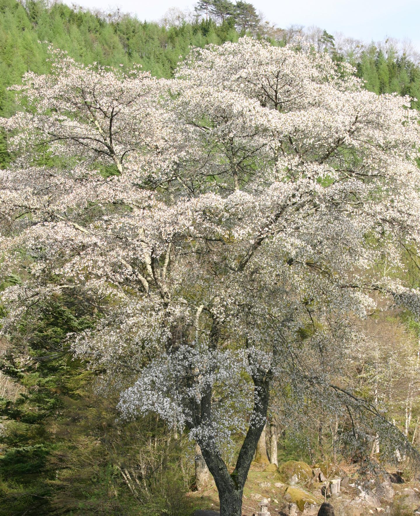 <em>Prunus verecunda</em> (2 of 2)