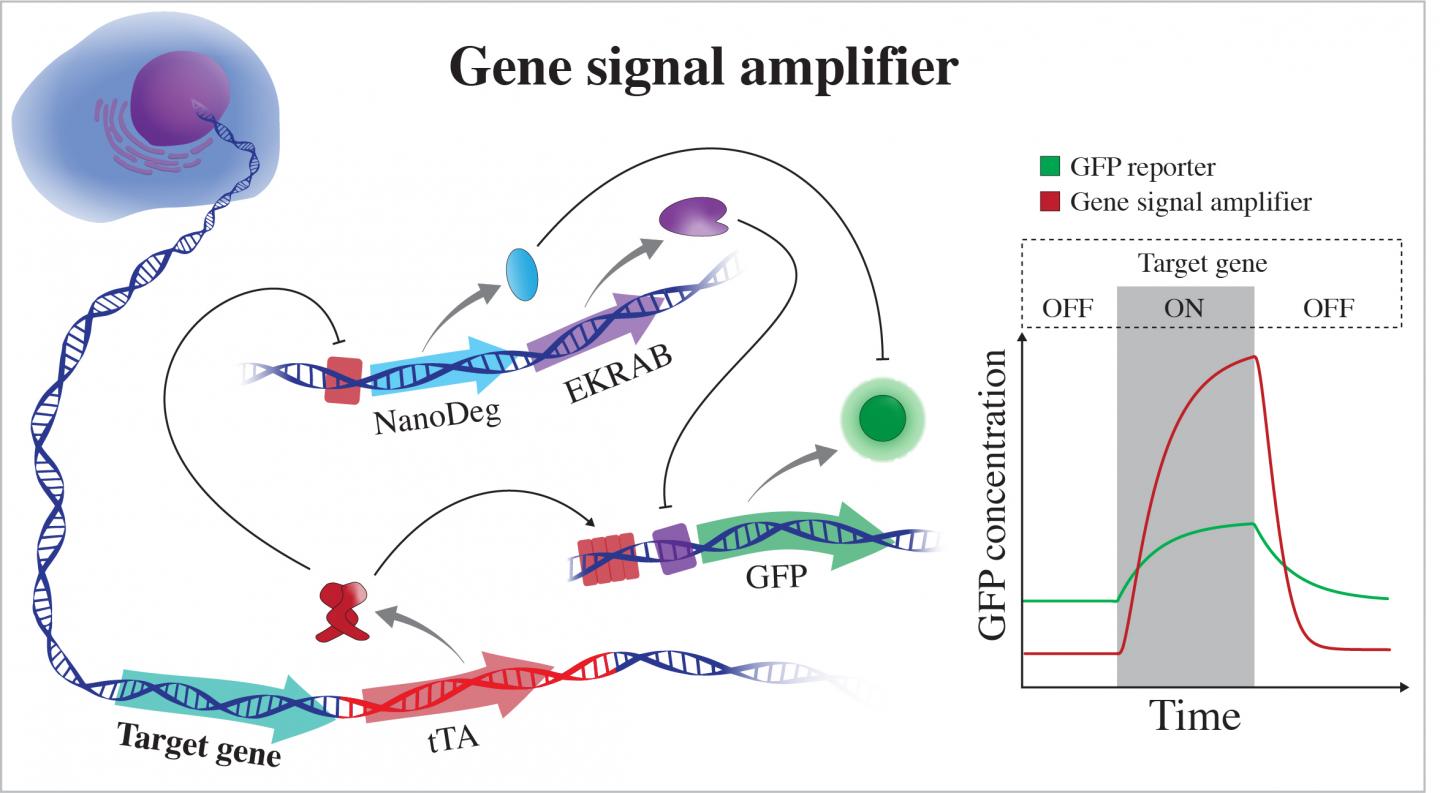 GENE 1