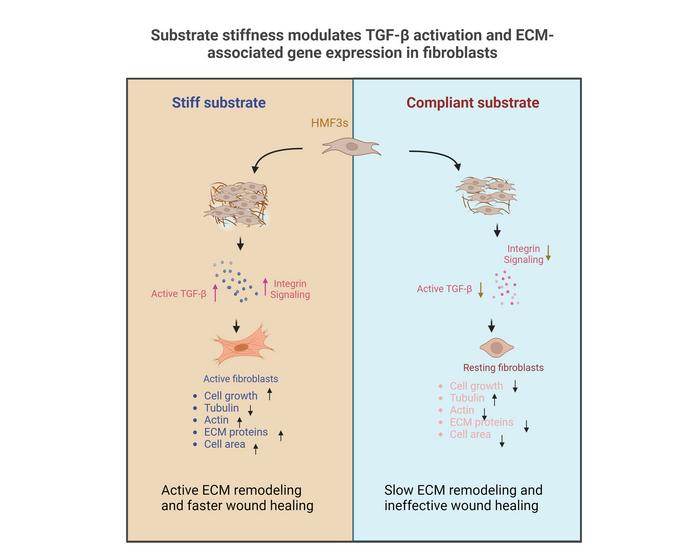 Substrate Stiffness Modulates TGF-β Activation and ECM-Associated Gene Expression in Fibroblasts