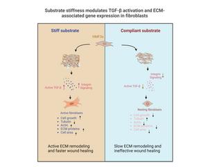 Substrate Stiffness Modulates TGF-β Activation and ECM-Associated Gene Expression in Fibroblasts