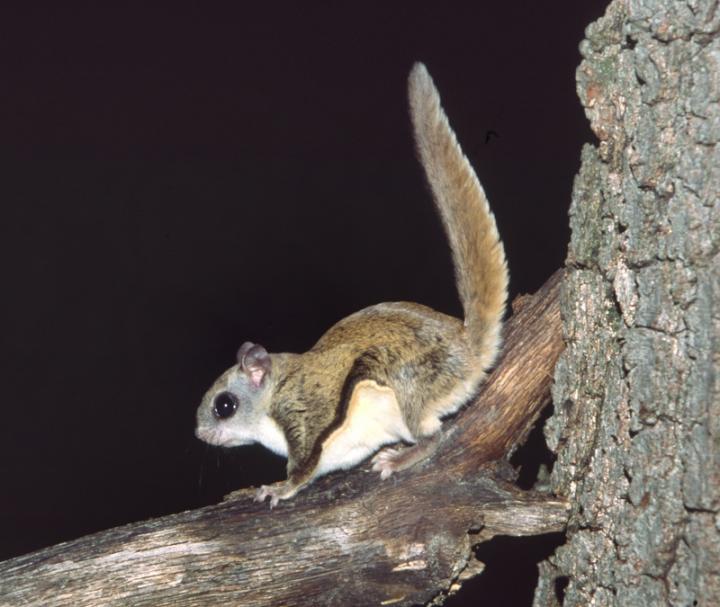 Northern Flying Squirrel