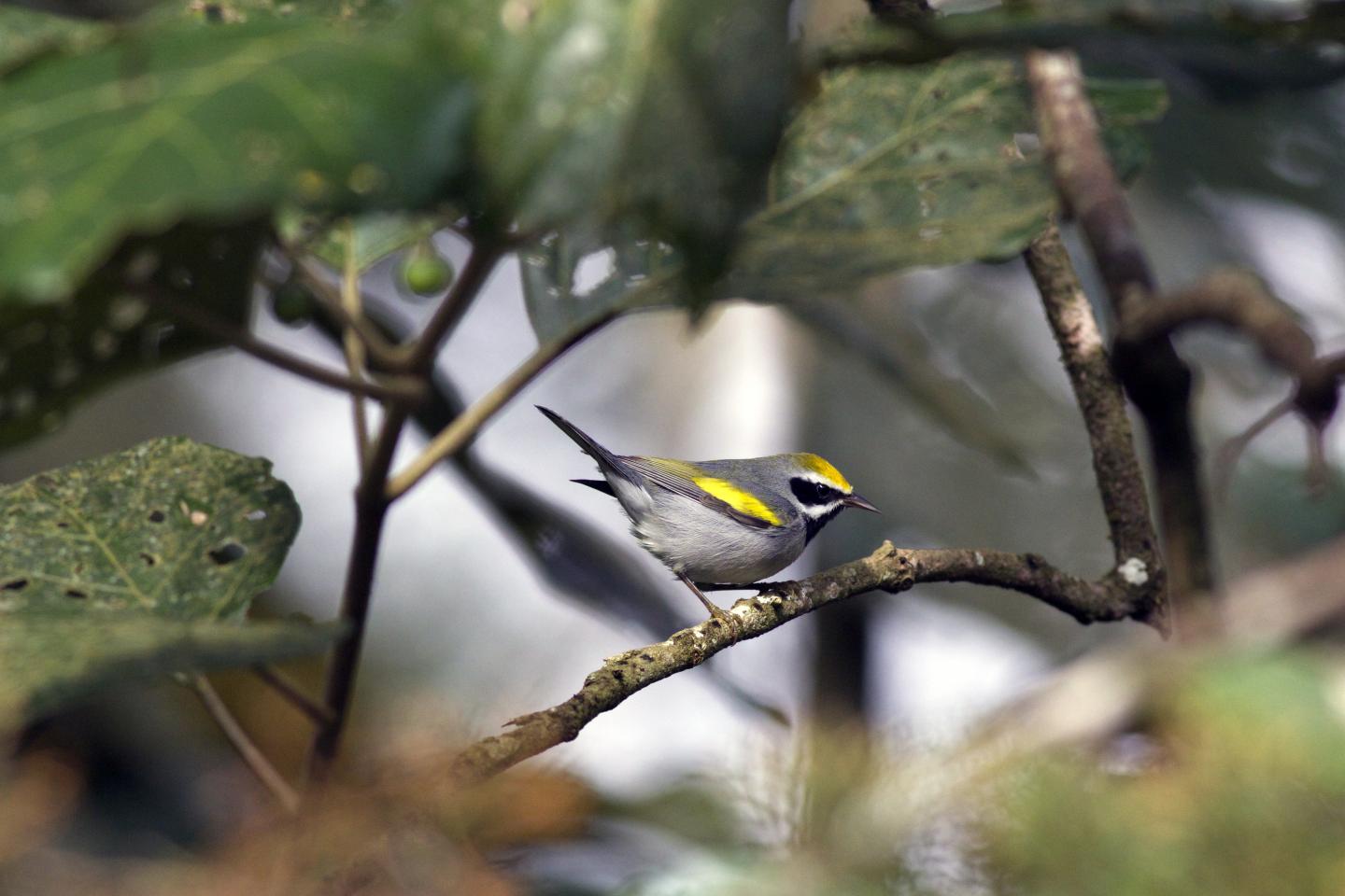 Male Golden-winged Warbler