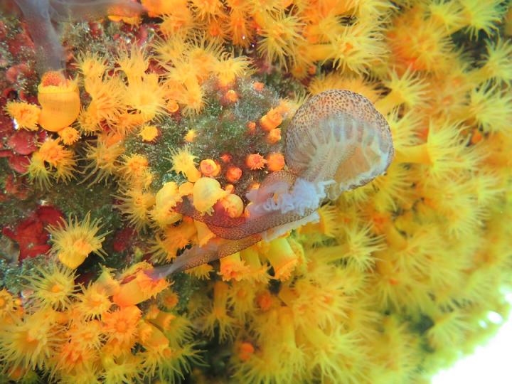 Jellyfish-Eating Corals