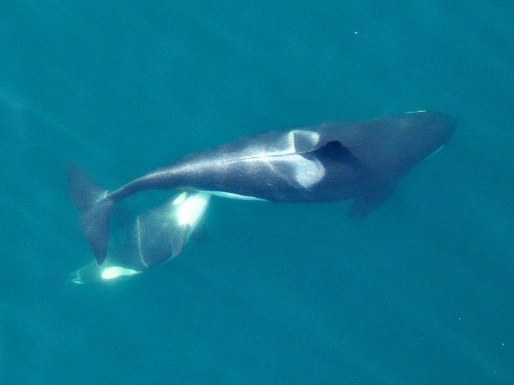 Killer Whale Nursing Her Calf