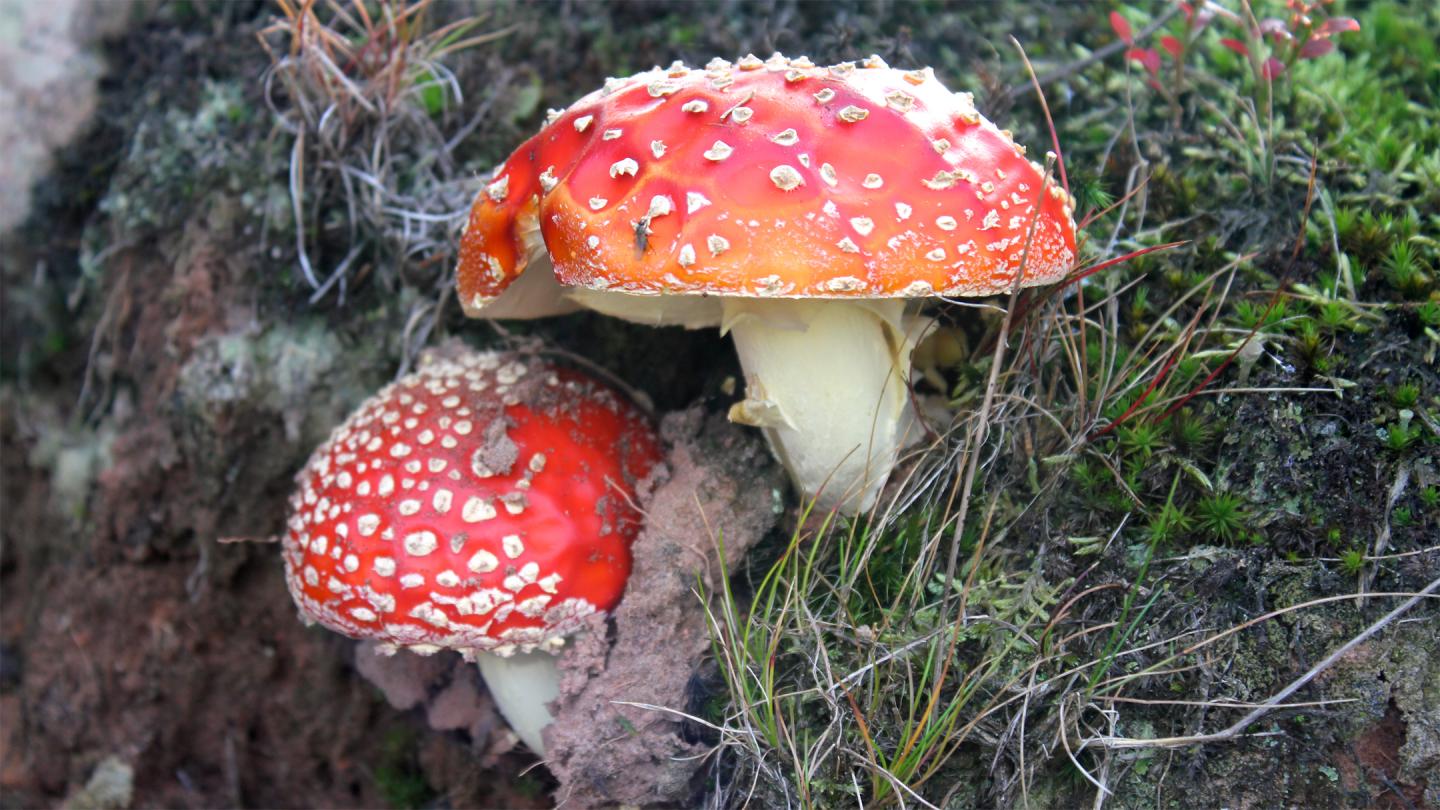 Image of Fly Agaric or <i>Amanita Muscaria</i>
