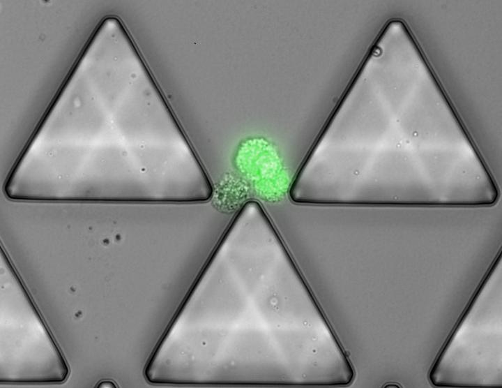 Fluorescent CTC Cluster Captured in Cluster-Chip