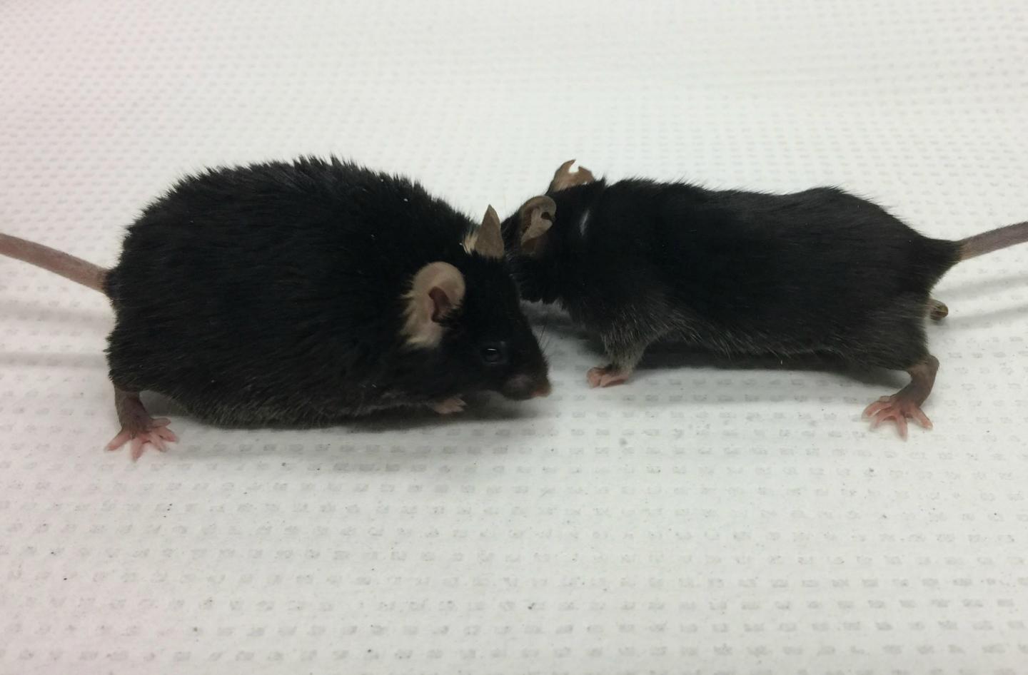 A New Therapy to Treat the Effects of Diabetes Could Reside in Feces from Resveratrol-Fed Donors