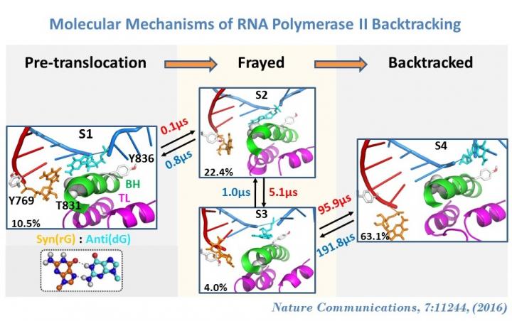 Backtracking in RNA Pol II EC Follows a Stepwise Model