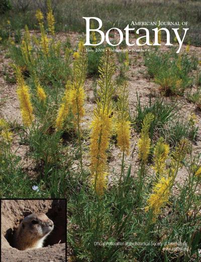 <i>Stanleya pinnata</i>