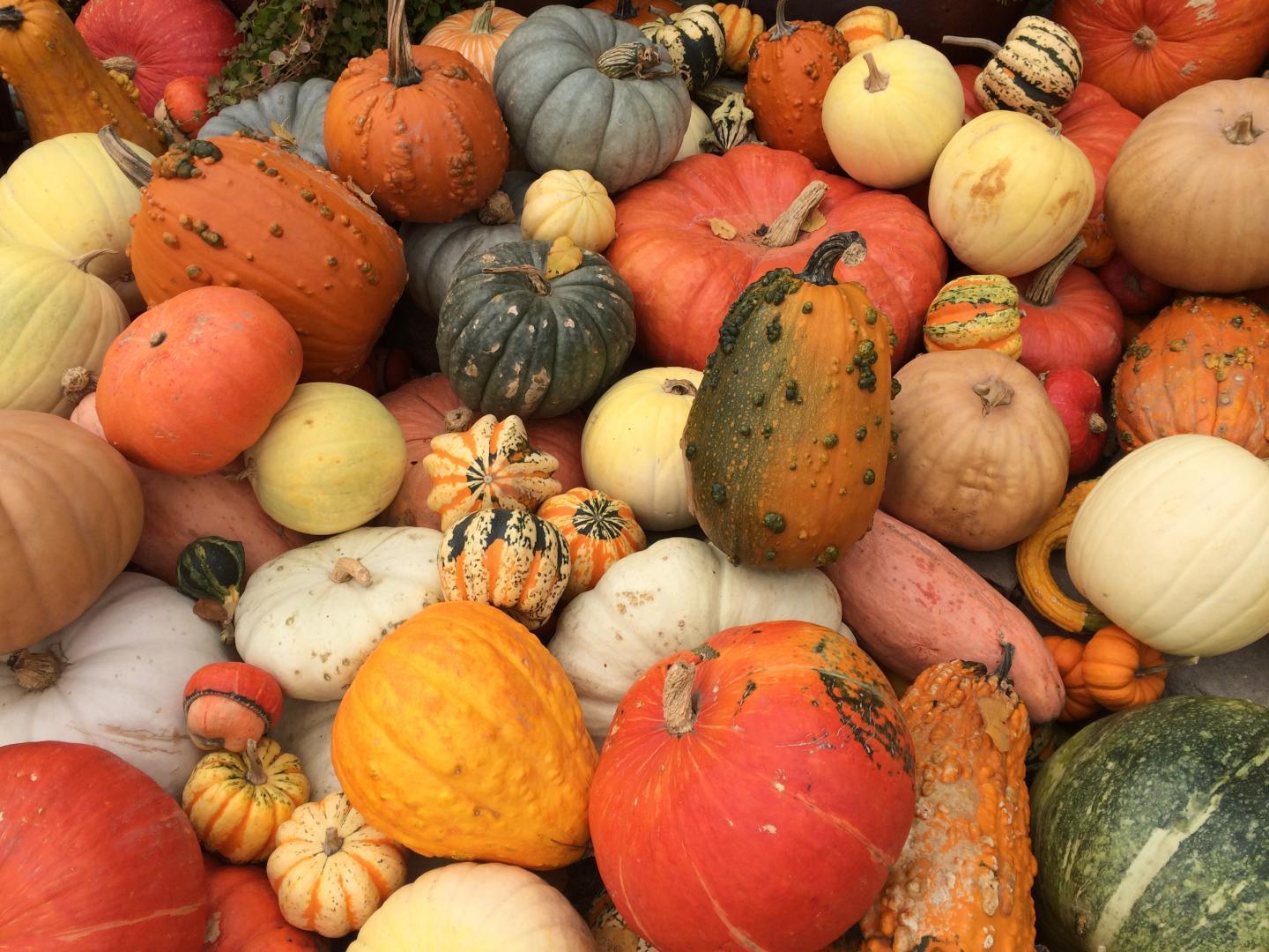 Squash Varieties