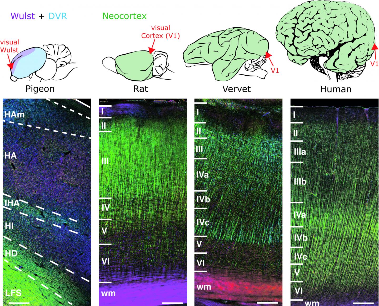 Nerve fiber structures