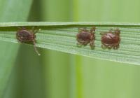 Asian Longhorned Tick Nymphs on Blade of Grass