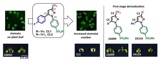 Compounds that Increase the Number of Stomata on Plants