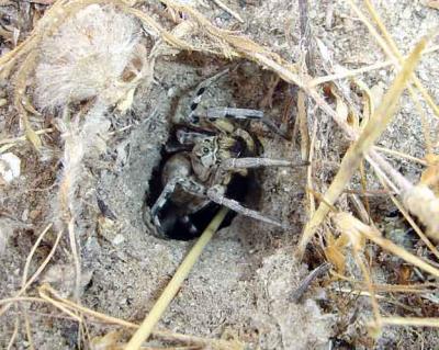 Spiders Suffer from Human Impact