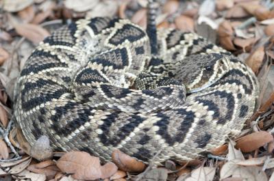 Eastern Diamondback Rattlesnake