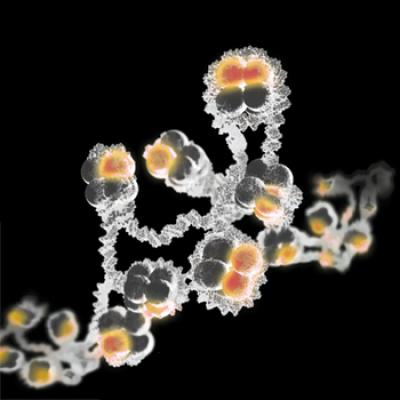 DNA Packaging Provides a Target for Leukemia