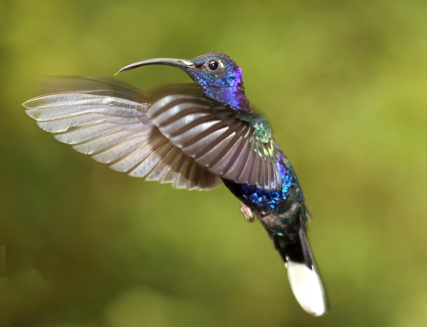 Violet Sabrewing Hummingbird [IMAGE] | EurekAlert! Science News Releases