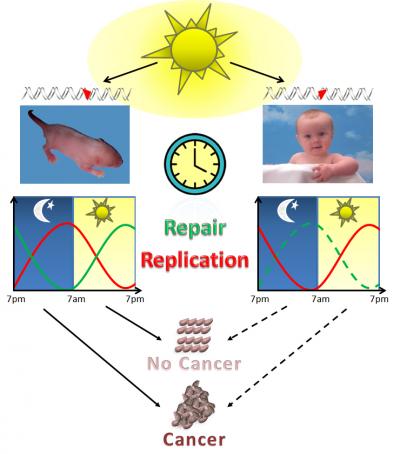 UV Exposure Timing and Skin Cancer Risk