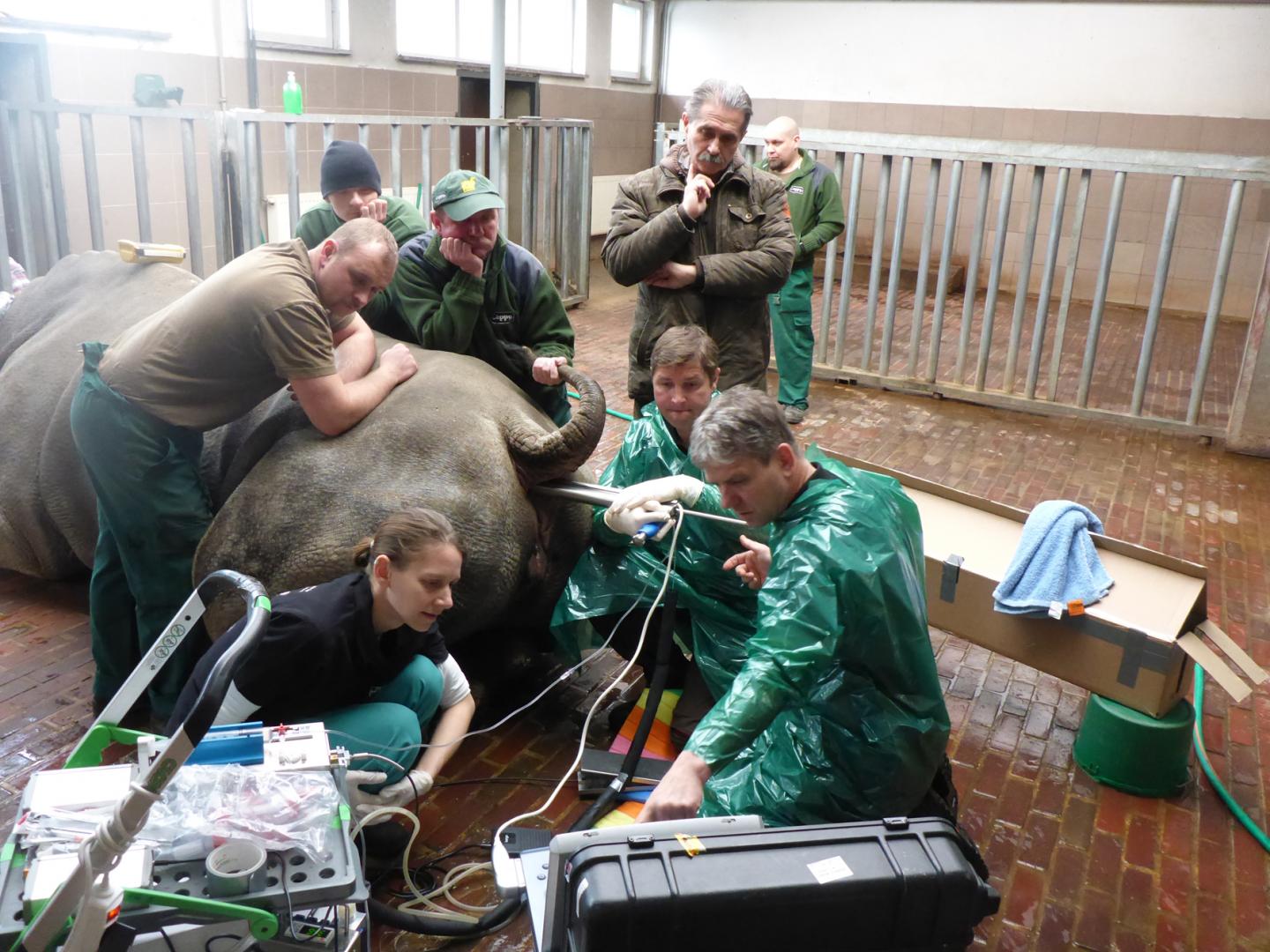Combining Stem Cell Research with Assisted Reproduction Techniques to Save Rhino Species