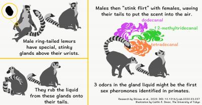 Ring-tail lemurs use odors to communicate with mates (infographic)