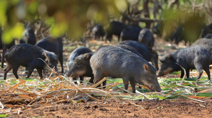 White-lipped peccary