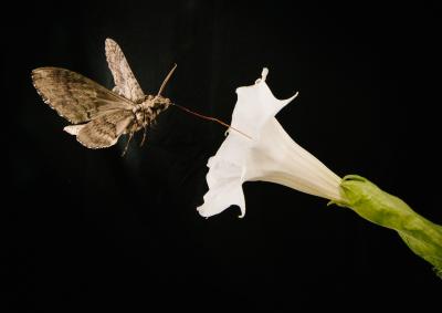 Pollinating Moth Feeds from Sacred Dutura