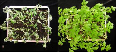 Susceptible and Resistant Tomato Plants