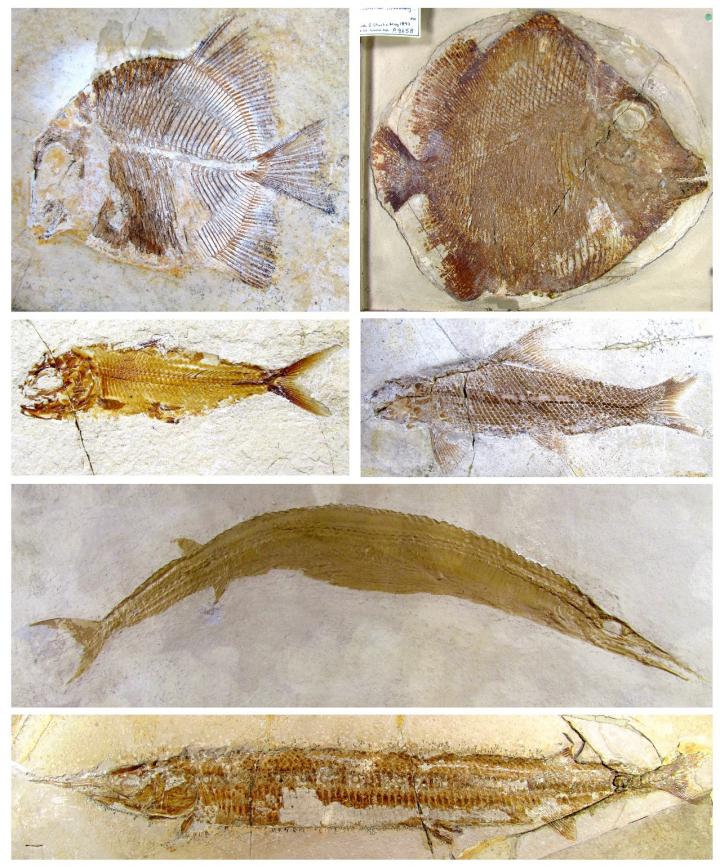 Actinopterygian Fossils