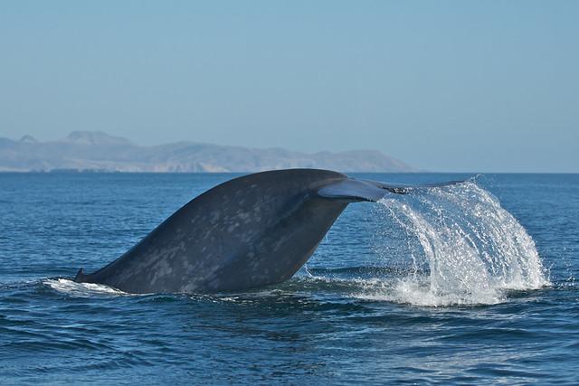 Blue Whale Tail