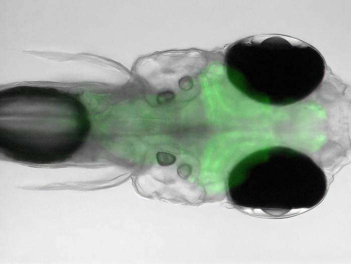 Head of a zebrafish larva