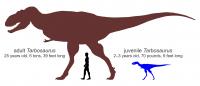 Tyrannosaur Size Comparison