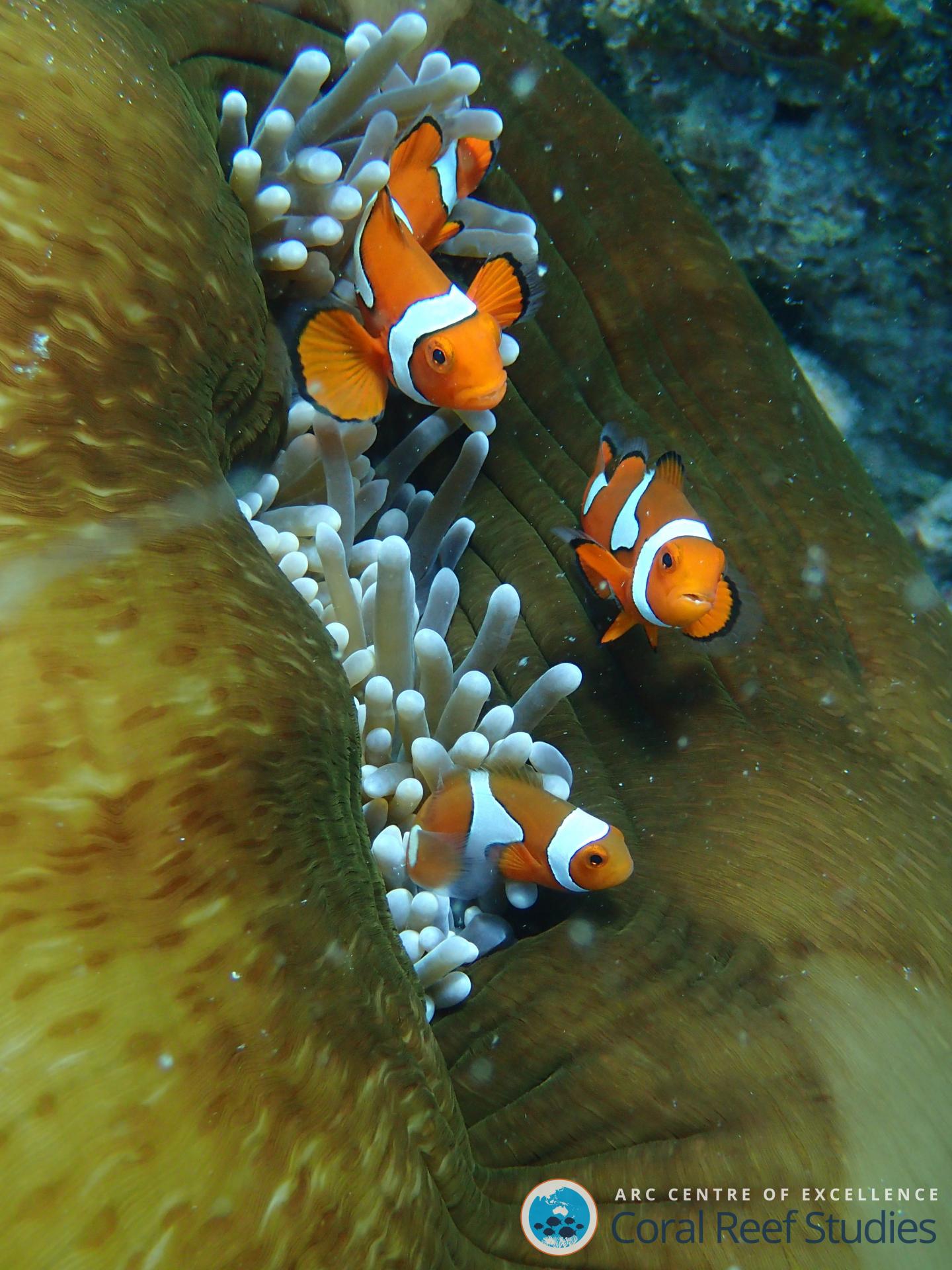 Baby reef fishes swim for gold