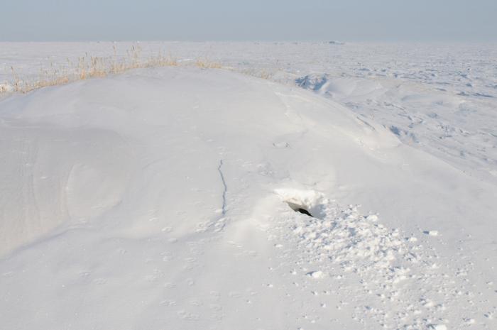 A polar bear den in Alaska; when sealed in snow dens can be 20 C warmer than the outside air