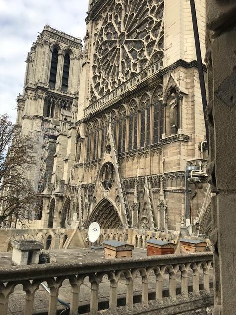 Hives on ND sacristy rooftop