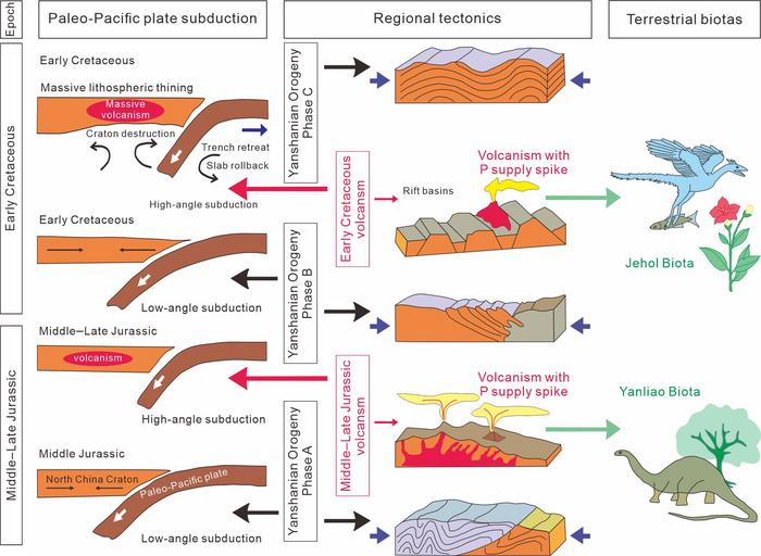Coupling between tectono-volcanic processes and terrestrial biological evolution.