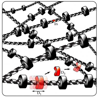 Important New Model Shows How Proteins Find the Right DNA Sequences