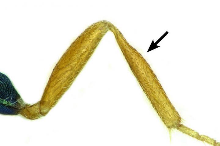 <em>P. briani</em> Legs