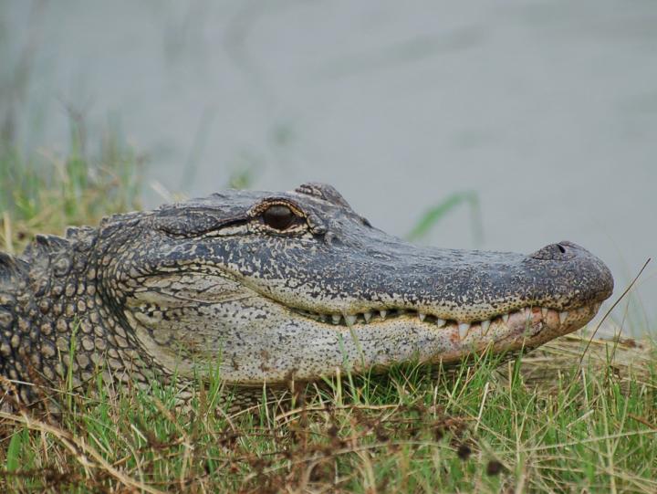 American Alligator