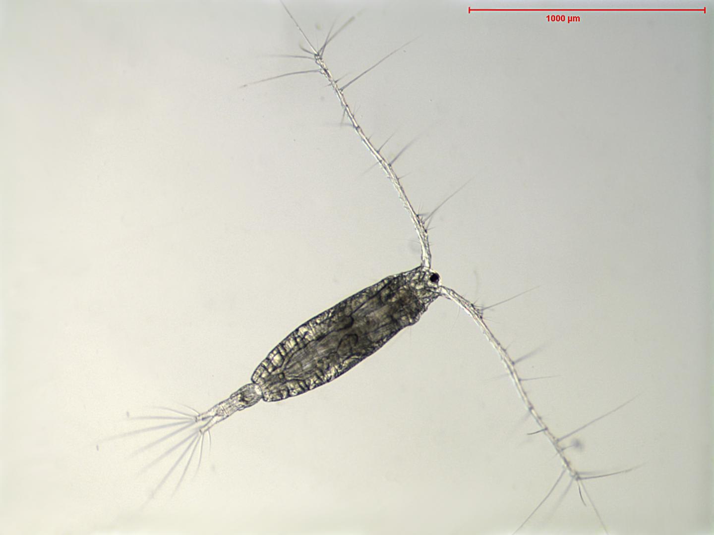 Acartia Copepod