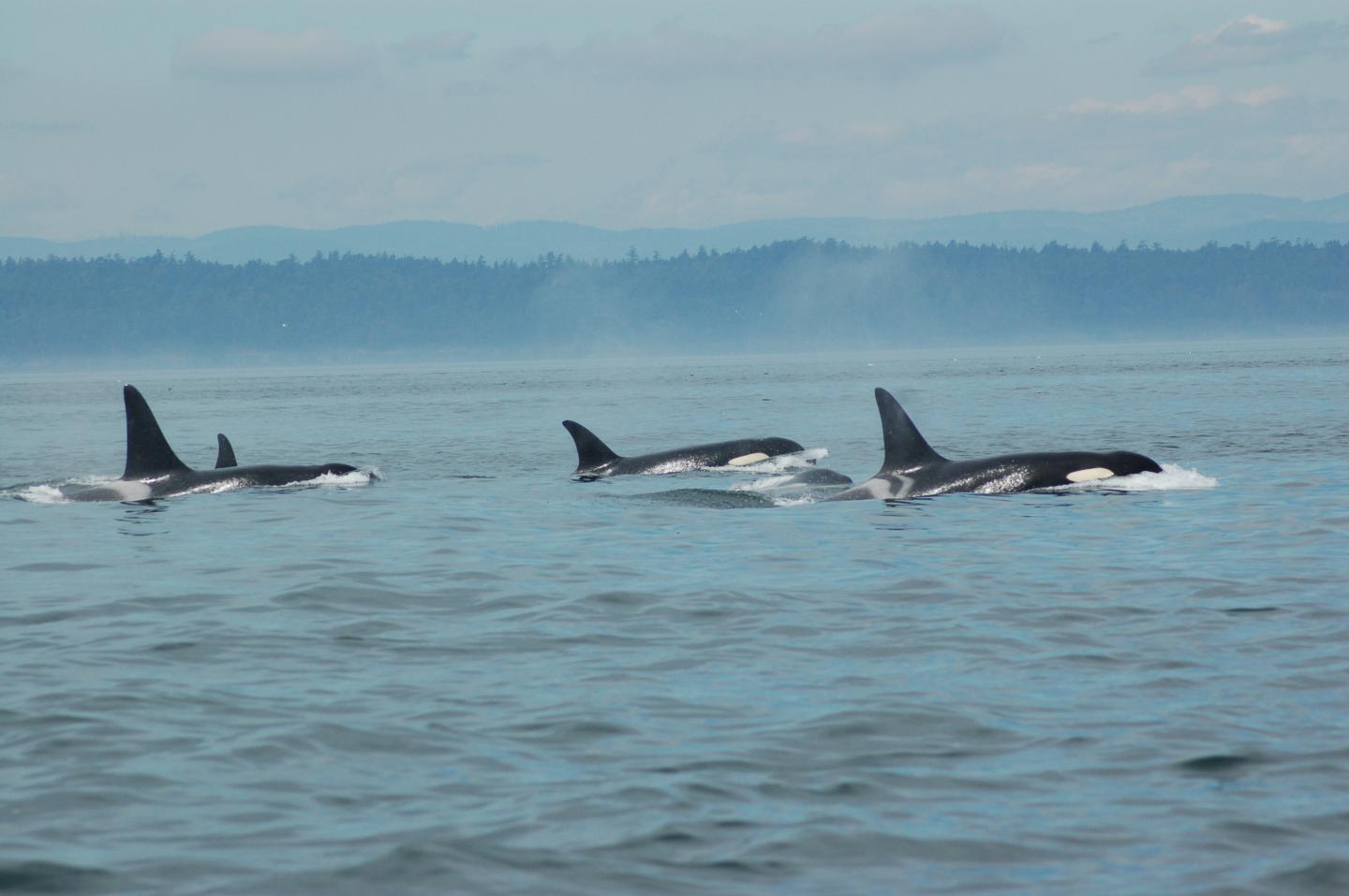 Resident killer whales