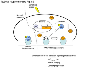 Model showing the responses of focal adhesions to genotoxic stress