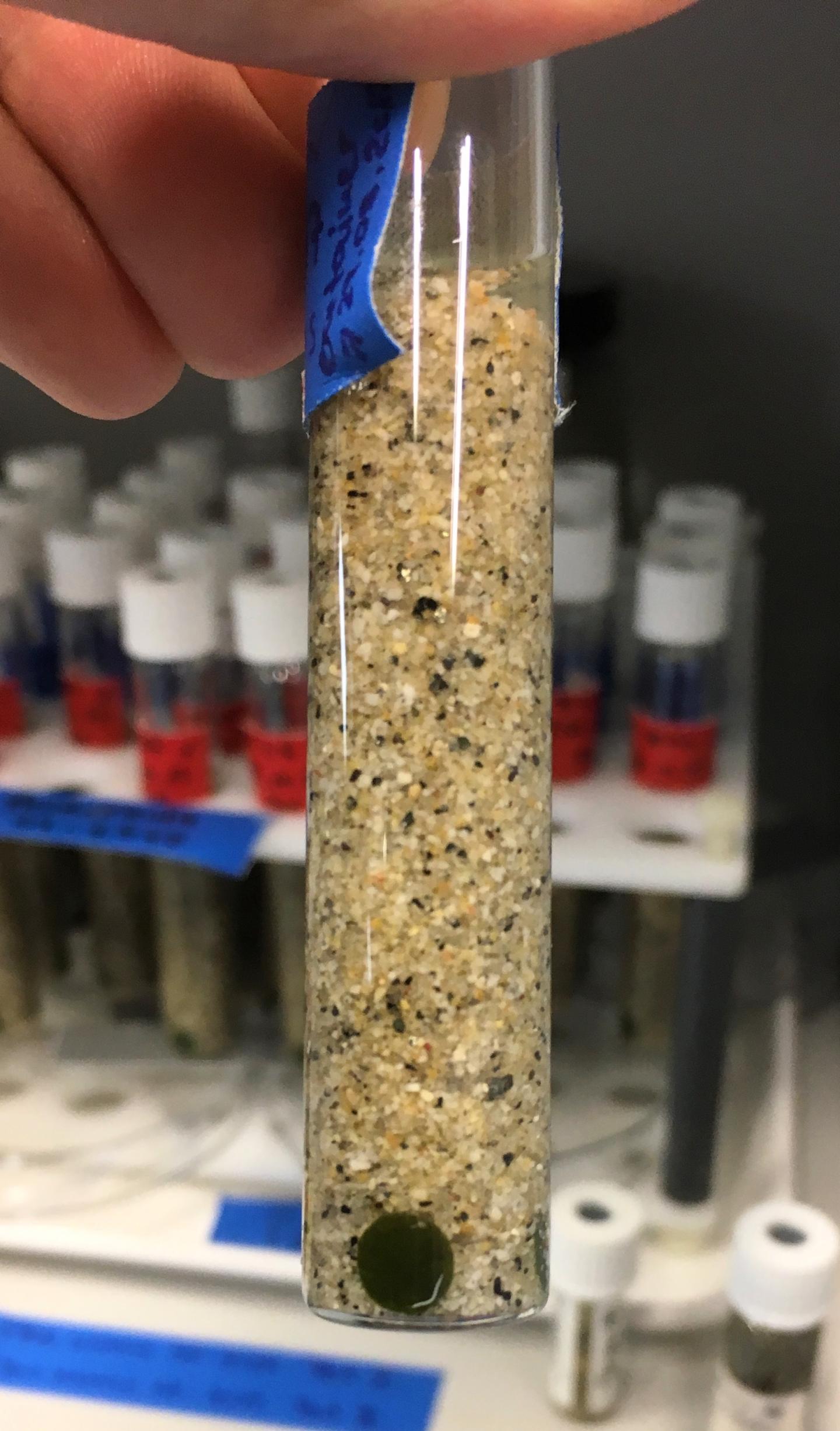 Paracatenula in the Lab