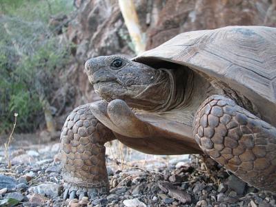 Morafka's Desert Tortoise