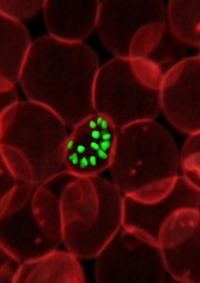 Malarial Parasites