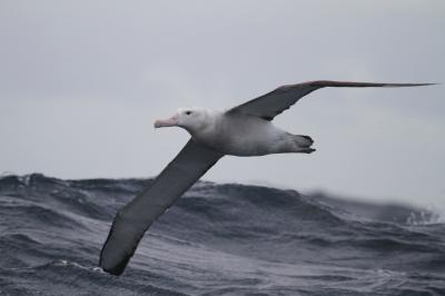 Faster Winds a Boon to Wandering Albatross (9 of 9)